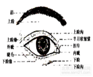 眼的外部结构示意图